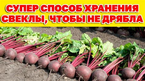 Выбор и закупка свежей свеклы