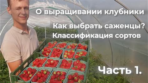 Выбор и подготовка саженцев клубники