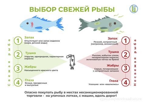 Выбор и подготовка свежей рыбы для икры