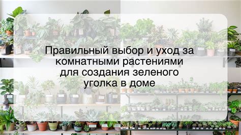 Выбор и уход за растениями