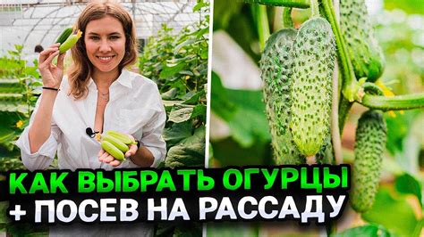 Выбор огурцов