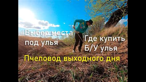 Выбор подходящего места для улья