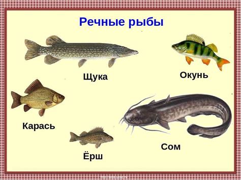 Выбор подходящей рыбы для ребенка