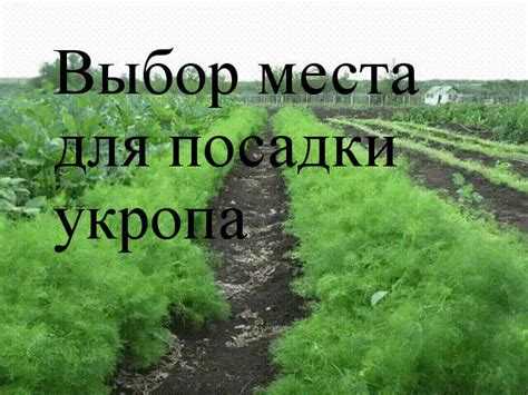 Выбор солнечного места для укропа