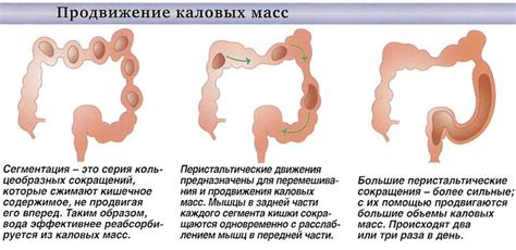 Выведение отходов из организма через дыхательную систему