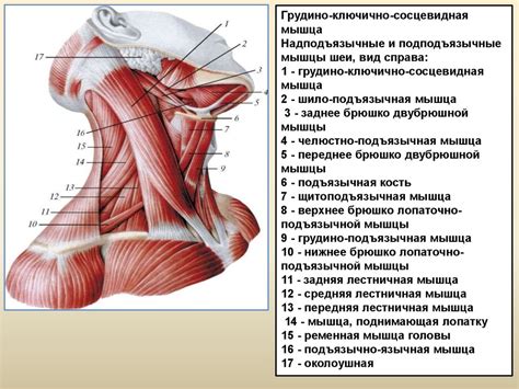 Выдвижение головы и шеи лебедя