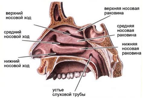 Выделение деталей носа