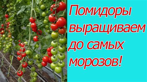 Выращивание томатов в теплице: секреты ухода и успеха