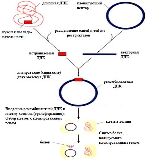 Генетические методы определения количества фолликулов