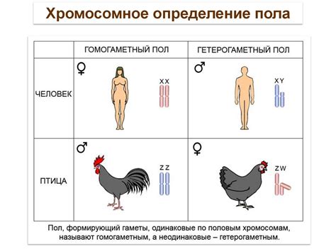 Генетический метод определения пола курицы