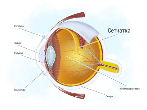 Глаз и сетчатка