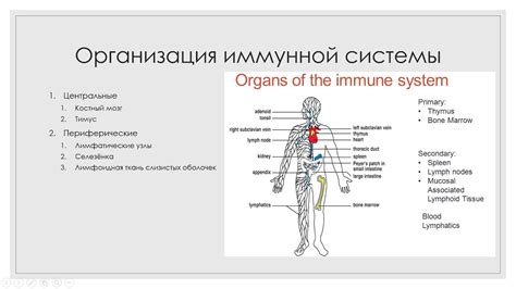 Голдлайн и иммунная система