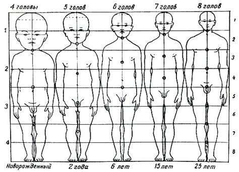 Голова ребенка: пропорции и особенности