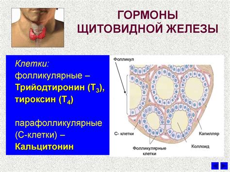 Гормоны щитовидной железы