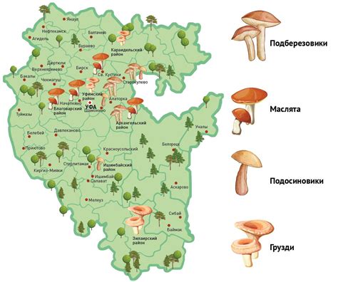 Грибные сезоны в разных регионах