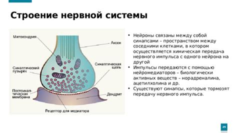 Действие на нервную систему: изменение нейромедиаторов и переход в эйфорическое состояние