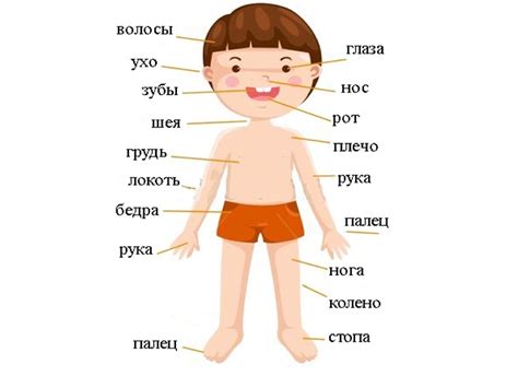 Детализация остальных частей тела