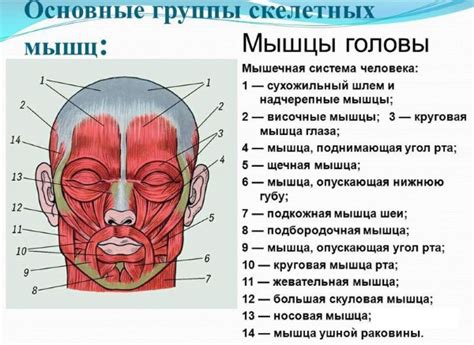 Детали лица и анатомии