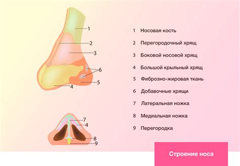 Детали носа: переносица и крылья