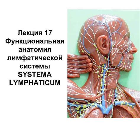 Диагностика лимфатической системы с использованием аппаратных методов