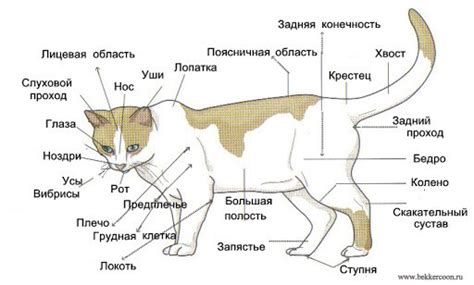 Добавление деталей на голову и тело кошки