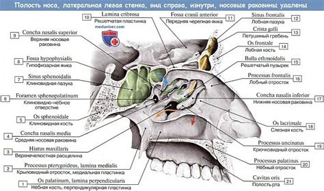 Добавление носа и рта