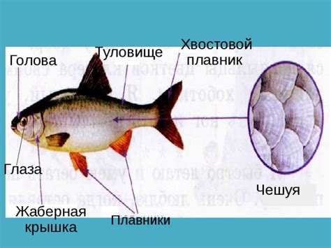 Добавляем детали: глаза, плавники, чешуя