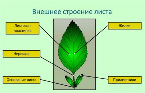 Добавьте основные детали листьев