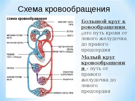 Добавь круги вокруг сердца