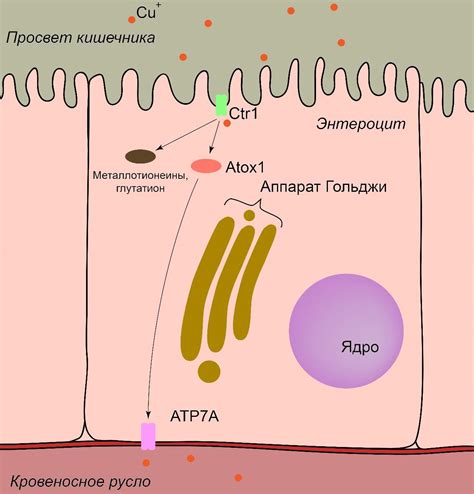 Домашние методы блокировки поглощения меди