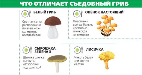 Дополнительные признаки съедобности грибов