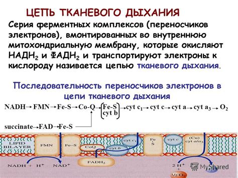 Дыхание и оксигенация тканей