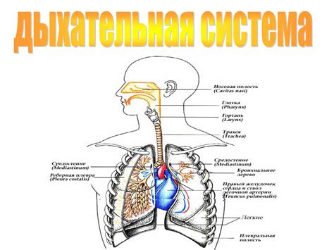 Дыхательная система