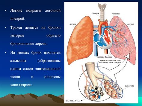 Дыхательная система: обмен газами и поддержание оксигенации