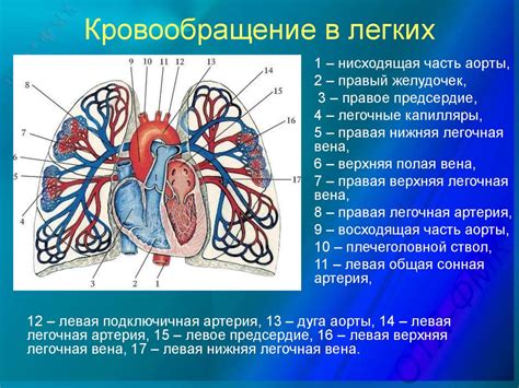 Дыхательная система и кровообращение