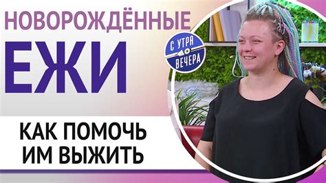 Ежи: как помочь им выжить