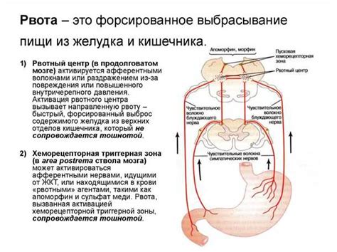 Естественные способы борьбы с рвотным рефлексом