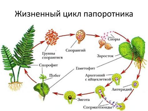 Жизненный цикл и размножение