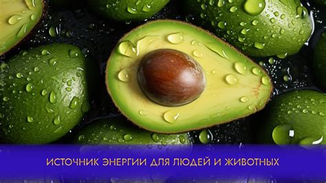 Жиры - источник энергии