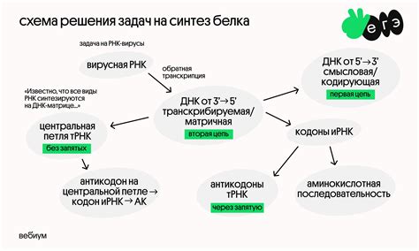 Заболевания, влияющие на синтез белка