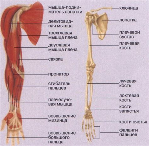 Завершение и детали руки гуля