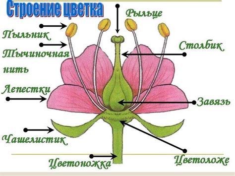 Завершите рисунок цветка селорика