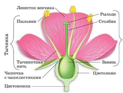 Закрашивание внешней части цветка