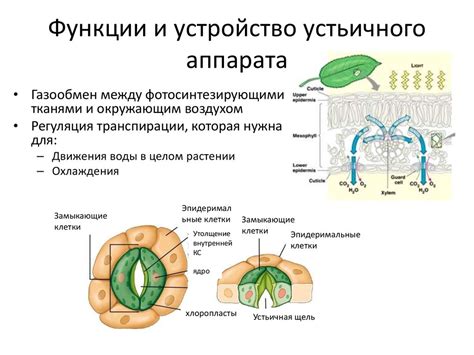 Замыкающие шаги