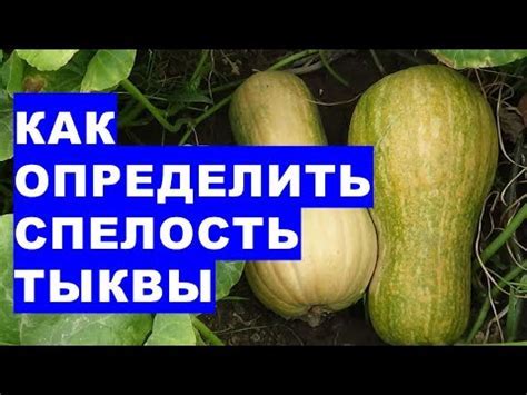 Запах - ключевой фактор при определении спелости дыни