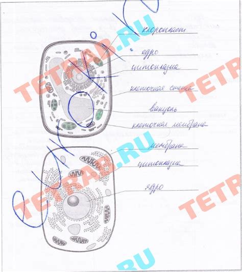 Заполните клетки цветом