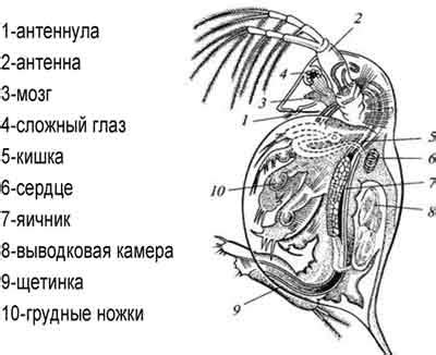 Зарисуйте контуры второй полосы