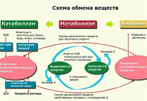 Зачем знать свой основной обмен веществ