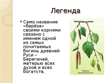 Зачем нужен паспорт дерева 2 класс окружающий мир?