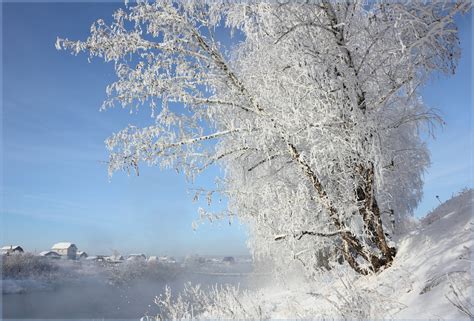 Зимнее дерево